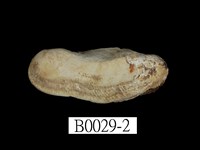 藏品(魁蛤)的圖片